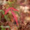 KOTO NO ITO UPRIGHT JAPANESE MAPLE -Sooner Plant Farm Shop DETA 3099