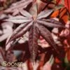 MARGARET BEE UPRIGHT JAPANESE MAPLE -Sooner Plant Farm Shop DETA 3104