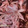 DRAGON TEARSâ„¢ WEEPING JAPANESE MAPLE 1 DRAGON TEARSâ„¢ WEEPING JAPANESE MAPLE -Sooner Plant Farm Shop DETA 3118