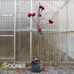 BLACK TULIP® MAGNOLIA -Sooner Plant Farm Shop DETA 3122