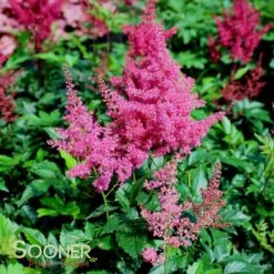 MONTGOMERY ASTILBE