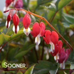 VALENTINE BLEEDING HEART -Sooner Plant Farm Shop DETA 3126
