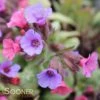 SILVER BOUQUET LUNGWORT -Sooner Plant Farm Shop DETA 3138