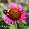 VINTAGE WINE CONEFLOWER -Sooner Plant Farm Shop DETA 314