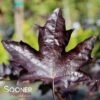 ROYAL RED NORWAY MAPLE -Sooner Plant Farm Shop DETA 3144
