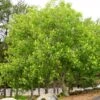 OHIO BUCKEYE 2 OHIO BUCKEYE -Sooner Plant Farm Shop DETA 3145