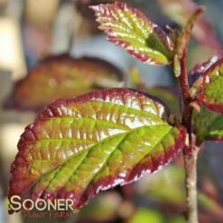 PERSIAN SPIRE™ IRONWOOD -Sooner Plant Farm Shop DETA 3148