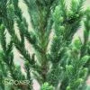 BLACK DRAGON JAPANESE CRYPTOMERIA -Sooner Plant Farm Shop DETA 3149