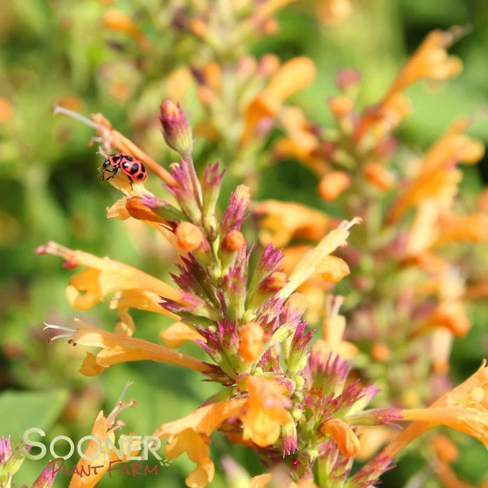 KUDOS™ GOLD HYSSOP 4 KUDOS™ GOLD HYSSOP - Image 2