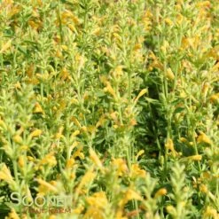 KUDOS™ YELLOW HYSSOP -Sooner Plant Farm Shop DETA 3155