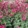 AMORE™ ROSE BLEEDING HEART -Sooner Plant Farm Shop DETA 3162