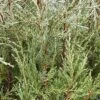 WOODWARD COLUMNAR JUNIPER 1 WOODWARD COLUMNAR JUNIPER -Sooner Plant Farm Shop DETA 3195
