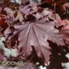 CRIMSON SENTRY NORWAY MAPLE -Sooner Plant Farm Shop DETA 3205