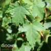REDPOINTE® RED MAPLE 1 REDPOINTE® RED MAPLE -Sooner Plant Farm Shop DETA 3206