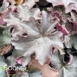 PALACE PURPLE CORAL BELLS -Sooner Plant Farm Shop DETA 3221