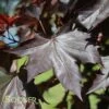CRIMSON SUNSET® MAPLE 2 CRIMSON SUNSET® MAPLE -Sooner Plant Farm Shop DETA 3234