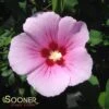 ORCHID SATIN® ALTHEA -Sooner Plant Farm Shop DETA 3241