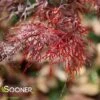 RED FILIGREE LACE WEEPING JAPANESE MAPLE -Sooner Plant Farm Shop DETA 3260
