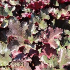 PLUM PUDDING CORAL BELLS -Sooner Plant Farm Shop DETA 330