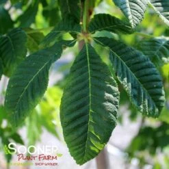 BRIOTII RED HORSE CHESTNUT 6 BRIOTII RED HORSE CHESTNUT -Sooner Plant Farm Shop DETA 3300
