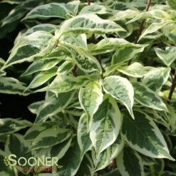 VARIEGATED STELLAR PINK™ DOGWOOD -Sooner Plant Farm Shop DETA 3303