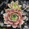 RED HEART HENS & CHICKS 2 RED HEART HENS & CHICKS -Sooner Plant Farm Shop DETA 3320