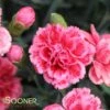 SUPERTROUPER™ SILVER PINK DIANTHUS -Sooner Plant Farm Shop DETA 3327