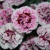 SUPERTROUPER™ VELVET WHITE DIANTHUS -Sooner Plant Farm Shop DETA 3328