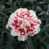 SUPERTROUPERâ„¢ RED & WHITE DIANTHUS 1 SUPERTROUPERâ„¢ RED & WHITE DIANTHUS -Sooner Plant Farm Shop DETA 3330