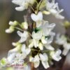 ROYAL WHITE REDBUD -Sooner Plant Farm Shop DETA 3334