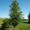 TUPELO TOWER™ BLACKGUM 2 TUPELO TOWER™ BLACKGUM -Sooner Plant Farm Shop DETA 3339