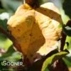 GOLDEN BELLTOWER™ IRONWOOD -Sooner Plant Farm Shop DETA 3340