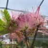 COLD HARDY MIMOSA 1 COLD HARDY MIMOSA -Sooner Plant Farm Shop DETA 3341