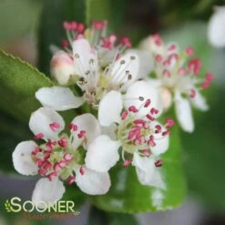 LOW SCAPE MOUND® CHOKEBERRY