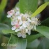 LOW SCAPE HEDGER® CHOKEBERRY