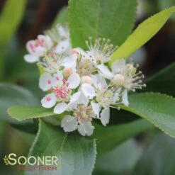 LOW SCAPE HEDGER® CHOKEBERRY