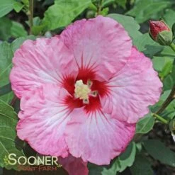 RUFFLED SATIN® ALTHEA -Sooner Plant Farm Shop DETA 3352