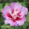PURPLE PILLAR® ALTHEA -Sooner Plant Farm Shop DETA 3353