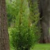 SUGAR AND SPICE ARBORVITAE -Sooner Plant Farm Shop DETA 3374