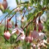 MARLEY'S PINK® WEEPING JAPANESE SNOWBELL -Sooner Plant Farm Shop DETA 3379