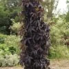 BLACK TOWER ELDERBERRY -Sooner Plant Farm Shop DETA 3396