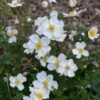 HONORINE JOBERT JAPANESE ANEMONE 2 HONORINE JOBERT JAPANESE ANEMONE -Sooner Plant Farm Shop DETA 3407