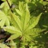 SUMMER GOLD UPRIGHT JAPANESE MAPLE -Sooner Plant Farm Shop DETA 3417