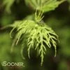 EMERALD LACE UPRIGHT JAPANESE MAPLE -Sooner Plant Farm Shop DETA 3422