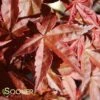 DESHOJO UPRIGHT JAPANESE MAPLE -Sooner Plant Farm Shop DETA 3423