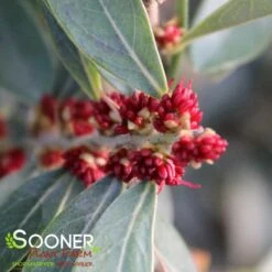 CINNAMON GIRL® DISTYLIUM -Sooner Plant Farm Shop DETA 3468