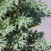 BLUE SPRUCE SEDUM -Sooner Plant Farm Shop DETA 347