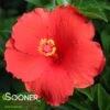 FEELING HOT TROPICAL HIBISCUS 1 FEELING HOT TROPICAL HIBISCUS -Sooner Plant Farm Shop DETA 3472