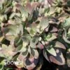 TOUCHDOWN BREEZE SEDUM -Sooner Plant Farm Shop DETA 3489