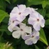 FLAME® BLUE GARDEN PHLOX 2 FLAME® BLUE GARDEN PHLOX -Sooner Plant Farm Shop DETA 3492